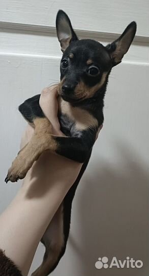 Щенки русский той-терьер