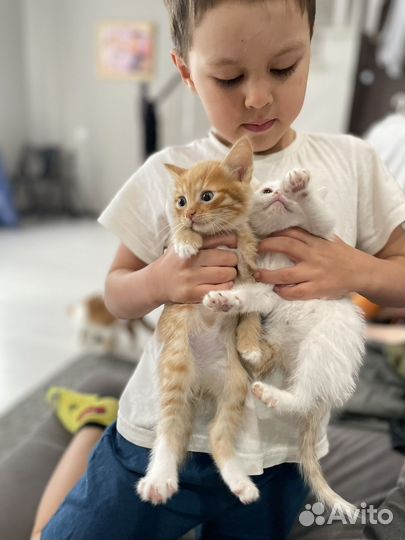 Котята в добрые руки