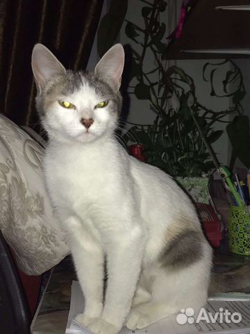 Кошечке очень нужны любящие ручки и дом