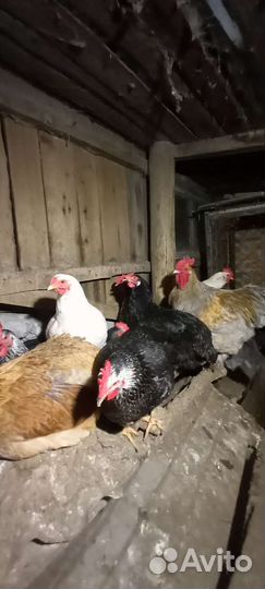 Яйца для инкубации.Петухи