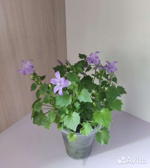 Кампанула портеншлага