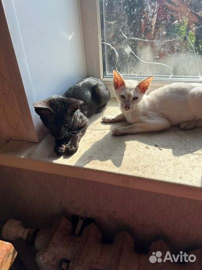 Ориентальные котята