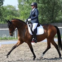 Лошадь выездка