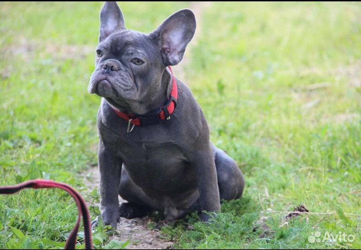 Французский бульдог