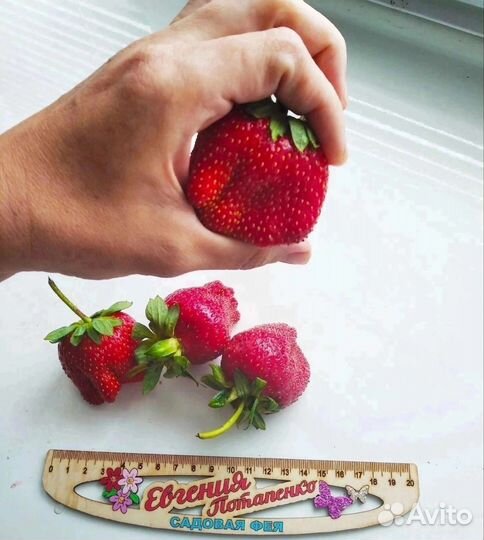 Клубника (саженцы)