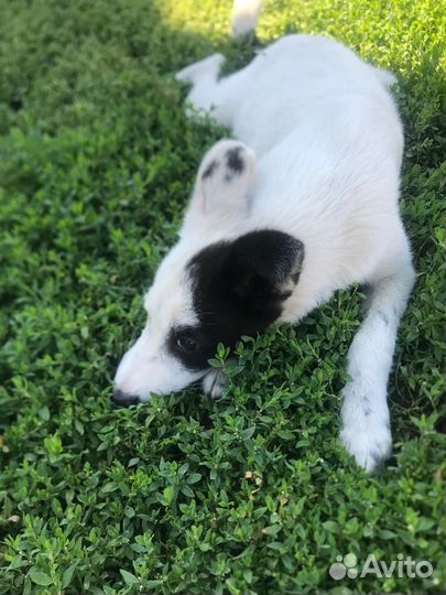 Щенки в добрые руки