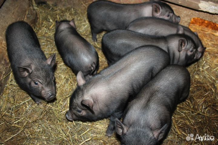 Вьетнамские поросята