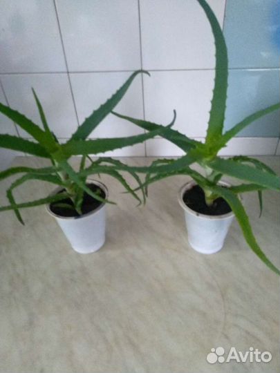 Лечебные комнатные растения