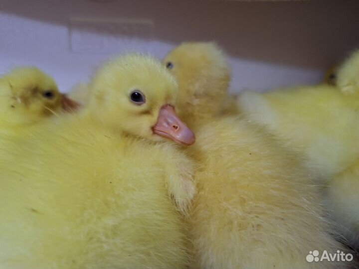 Суточные гусята Линда, утята мускусной утки