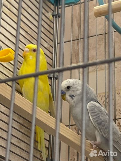 Волнистые попугаи пара