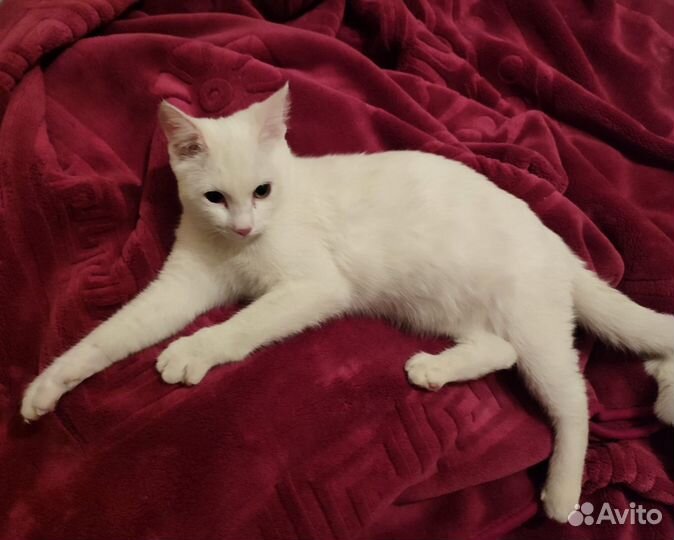 Белая кошечка