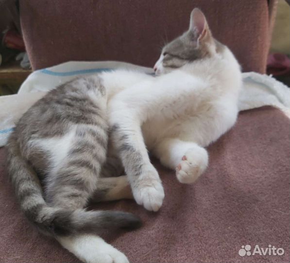 Помесь британского кота