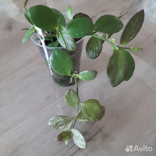 Мелколистные хойи и Лиза