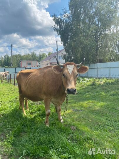 Продаются коровы