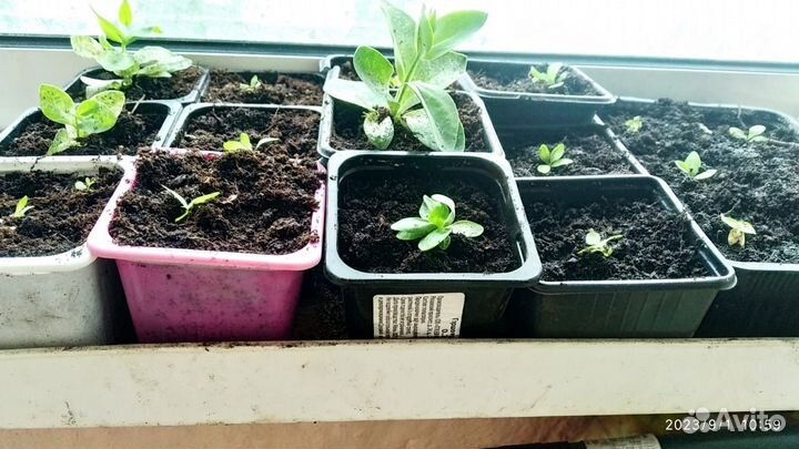 Рассада цветов эустома (лизиантус)