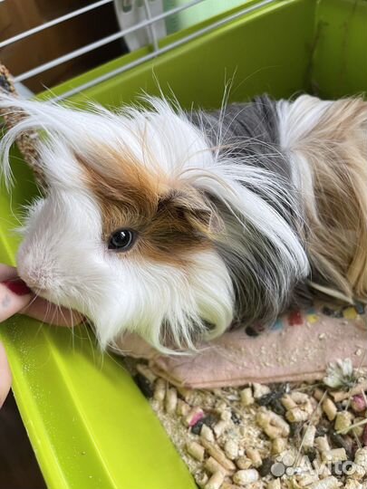 Морская свинка коронет