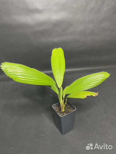 Пальма Ликуала Грандис «Licuala grandis »