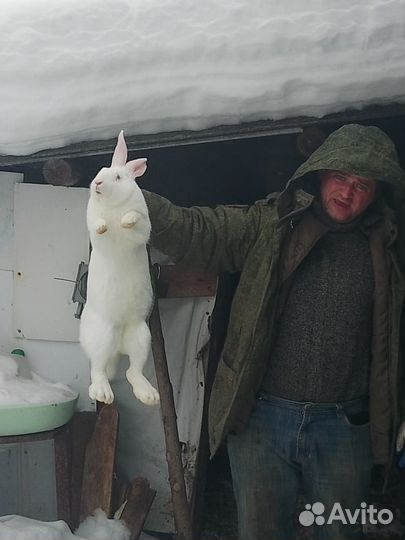 Продам кроликов породы Фландерс