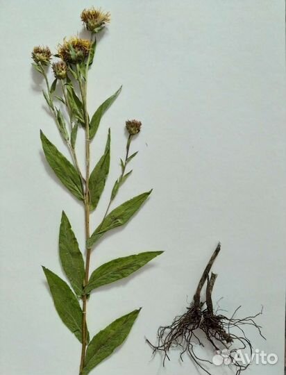 3 пождорожника. Гербарий