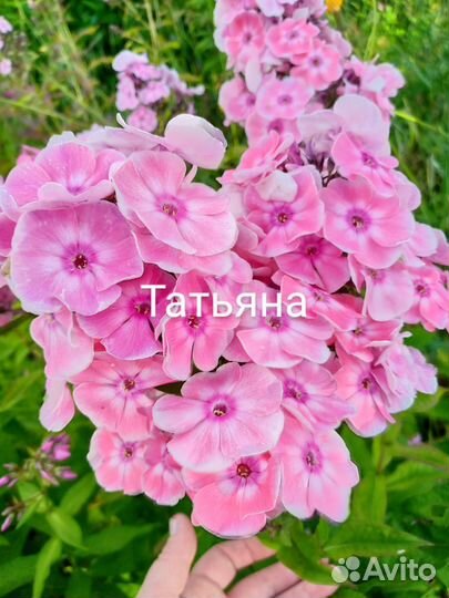 Флоксы сортовые