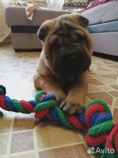 Щенки шарпей