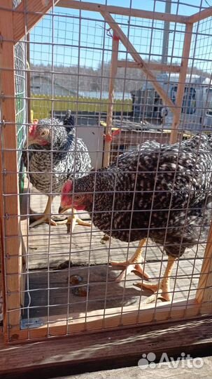 Курочки и петушки Доминант Крапчатый Д-959