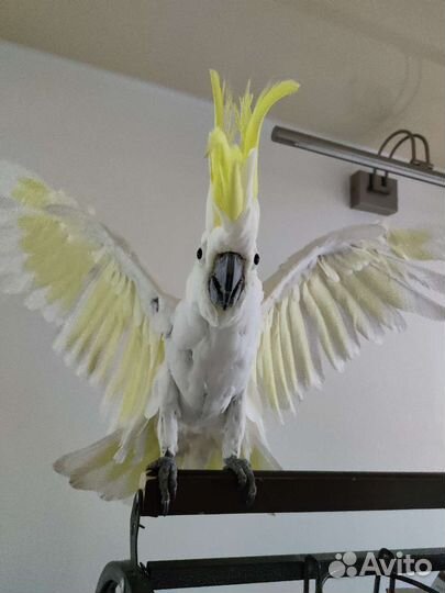 Желтохохлый какаду