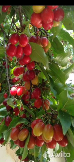 Кизил саженцы