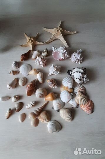 Морские ракушки