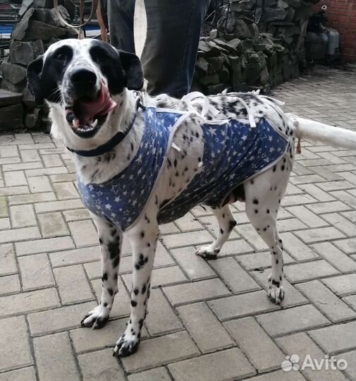 Собака в добрые руки отдам бесплатно