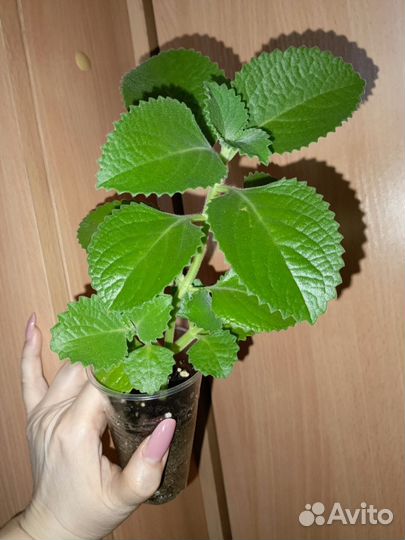 Комнатные цветы