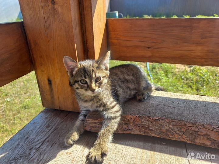 Отдам в хорошие руки