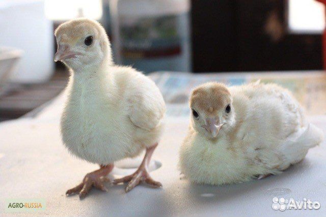 Индюшата хайбрид конвертор, биг-6