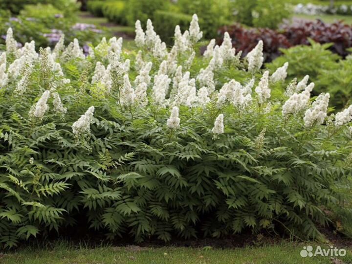 Рябинник рябинолистный