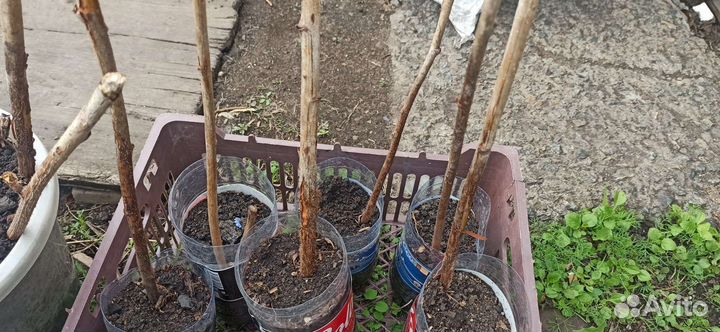 Саженцы малины