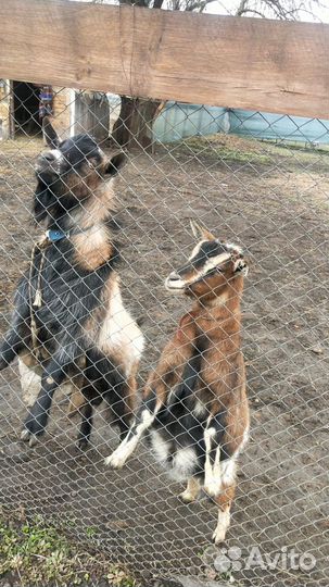 Камерунские карликовые козы