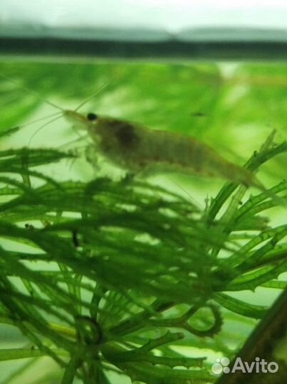 Продам креветок