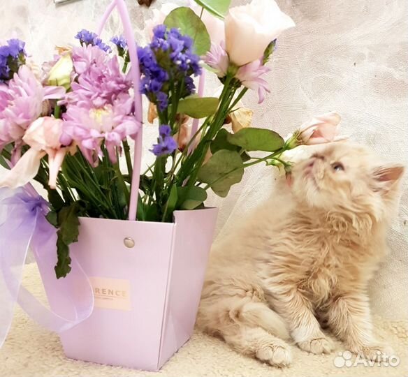 Персидские котята