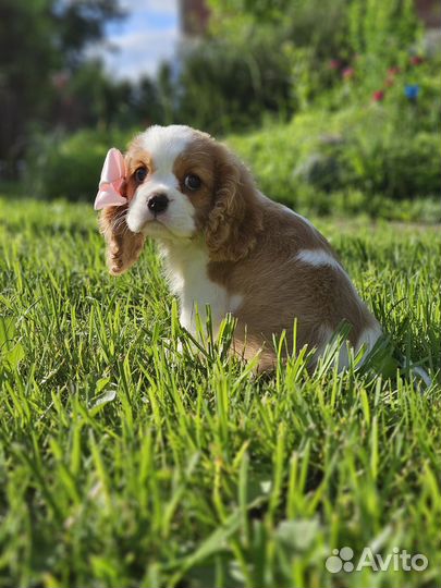 Кавалер кинг чарльз спаниель щенок девочка