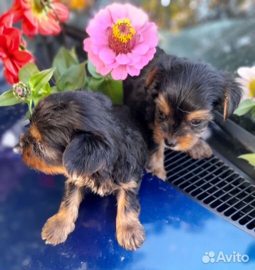 Мальчики йорки