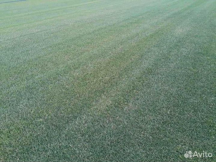 Укладка рулонного газона