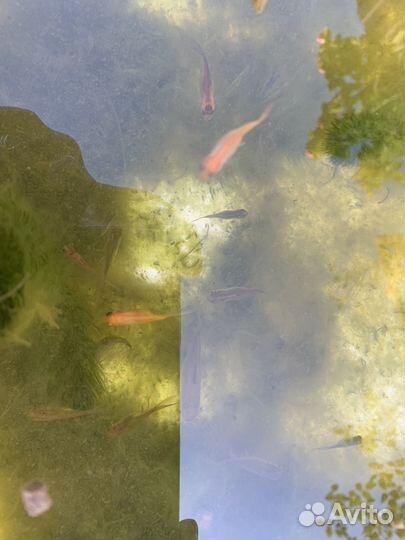 Мальки комет и карпов кои