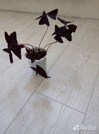 Комнатные растения