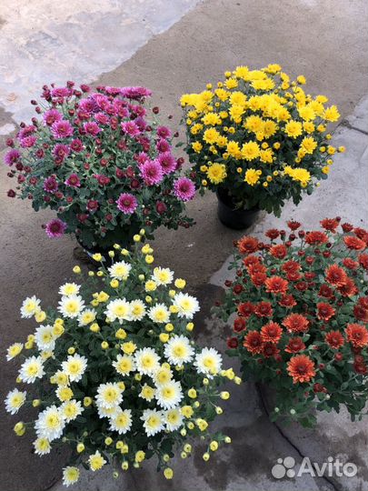 Хризантема мультифлора кустовая