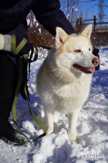 Собака Пушинка девочка