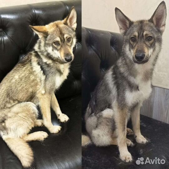 Стрижка собак и кошек