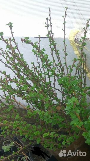 Крыжовник безшипный - Командор. окс