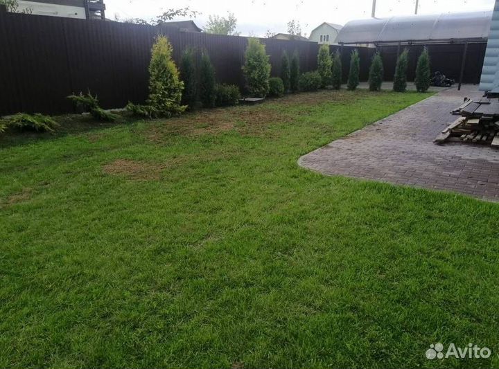 Туя для живой изгороди