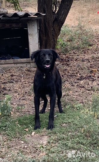 Лабрадор черный в добрые руки