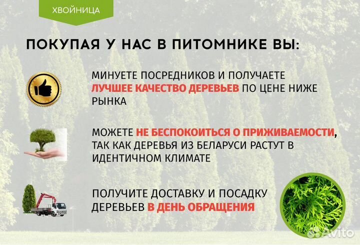 Туя Смарагд 1,8-2 м,Брабант,Колумна